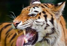 Трагедия в Рантхамборе: важность баланса между природой и человеком tragediya v ranthambore vazhnost balansa mezhdu prirodoj i chelovekom-news-blog-ru-174045008700-0