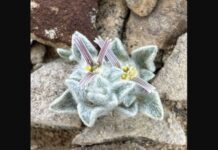 Уникальное открытие в пустыне Чиуауа — таинственный «пушистый дьявол» unikalnoe otkrytie v pustyne chiuaua tainstvennyj pushistyj dyavol-news-blog-ru-174029926600-0