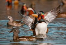 Весеннее настроение в Приморье vesennee nastroenie v primore-news-blog-ru-174025283100-0