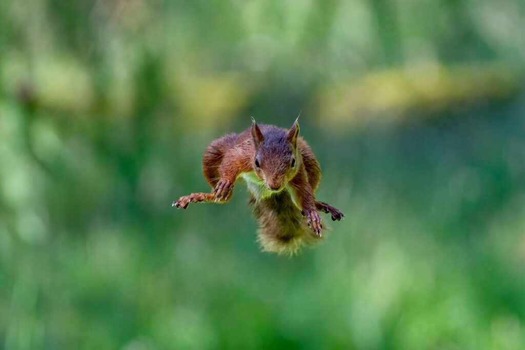 белка в полете