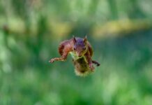 10 вещей, в которых наука до сих пор не уверена Selective focus shot of a squirrel jumping in the air