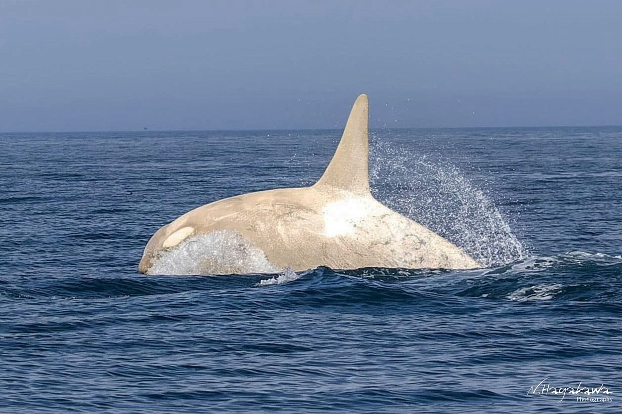 Фотограф запечатлел редкую белую косатку в японских водах-0
