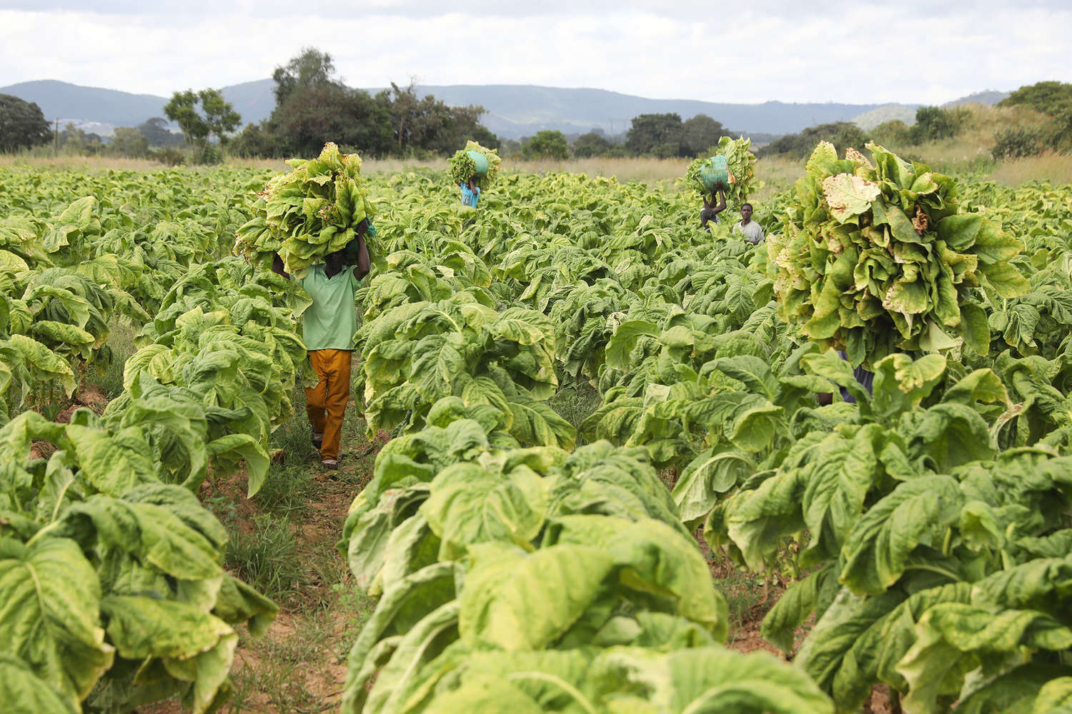 Генная инженерия табака от Вестминстерского университета и Medicago открывает путь к вакцинам и жизни на Марсе-0