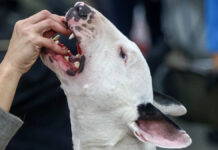 Госдума и Единая Россия предлагают усилить контроль за выгулом опасных пород собак Выставка собак всех пород Евразия 2024 в МВЦ Крокус Экспо