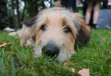 Госдума разрабатывает гуманные решения для защиты бездомных животных в России Выставка-пристройство животных из городских приютов на фестивале Территория будущего Москва 2030