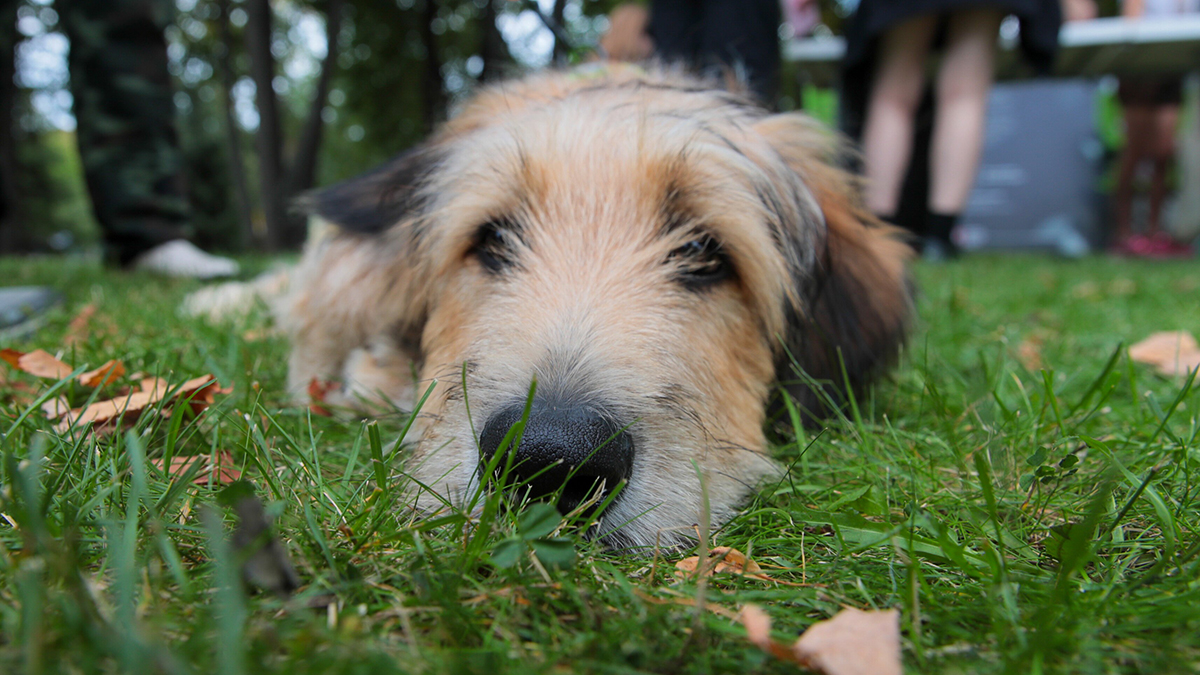 В Госдуме предложили запретить подкармливать бездомных животных