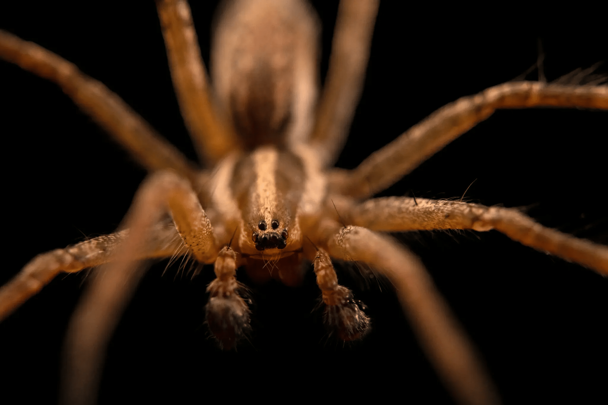 Agelenopsis pennsylvanica из Университета Небраски в Линкольне побеждают шум мегаполисов-0