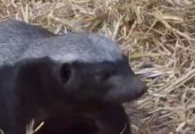 Медоеды в Московском зоопарке наслаждаются теплой погодой medoedy v moskovskom zooparke naslazhdayutsya teploj pogodoj-news-blog-ru-174112108500-0