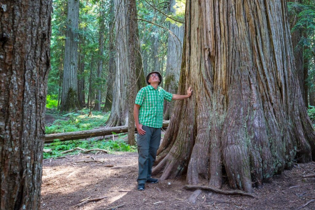 мужчина на прогулке возле секвойи