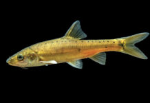 Пещерная рыба раскрывает секреты непрерывной эволюции peshhernaya ryba raskryvaet sekrety nepreryvnoj evolyuczii-news-blog-ru-174160082700-0