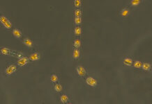 Проект PHYTOARK и Институт Лейбница открыли секреты древних водорослей Балтики proekt i institut lejbnicza otkryli sekrety drevnih vodoroslej baltiki-news-blog-ru-174328483700-0