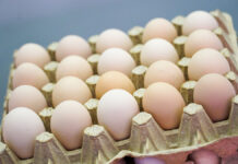 Россия лидирует в G20 по доступности куриных яиц Московские ярмарки украшенные к Новому году в рамках проекта Зима в Москве