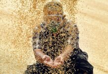 Россия уверенно укрепляет позиции на китайском рынке пшеницы rossiya uverenno ukreplyaet poziczii na kitajskom rynke psheniczy-news-blog-ru-174162373900-0