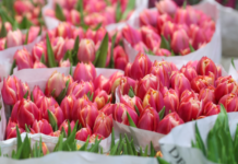 Секрет идеального букета: как выбрать цветы, которые будут радовать долго sekret idealnogo buketa kak vybrat czvety kotorye budut radovat dolgo-news-blog-ru-174088451800-0