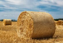 Сибирский судебный пристав проявил находчивость при задержании подозреваемого в необычном укрытии sibirskij sudebnyj pristav proyavil nahodchivost pri zaderzhanii podozrevaemogo v neobychnom ukrytii-news-blog-ru-174101404000-0