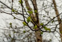 Синоптики Приморья прогнозируют бодрящее похолодание и солнечные выходные sinoptiki primorya prognoziruyut bodryashhee poholodanie i solnechnye vyhodnye-news-blog-ru-174291112500-0