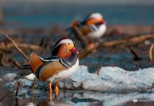 Солнечные дни в Приморье сохраняются температура поднимается до +9°C solnechnye dni v primore sohranyayutsya temperatura podnimaetsya do 9-news-blog-ru-174188997700-0