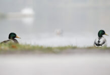 Столичные парки: гармония природы и заботы Туман в Москве 23 октября