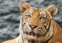 Трагический инцидент с тигром в Махараштре BeautifulCloseupOfIndochineseTiger