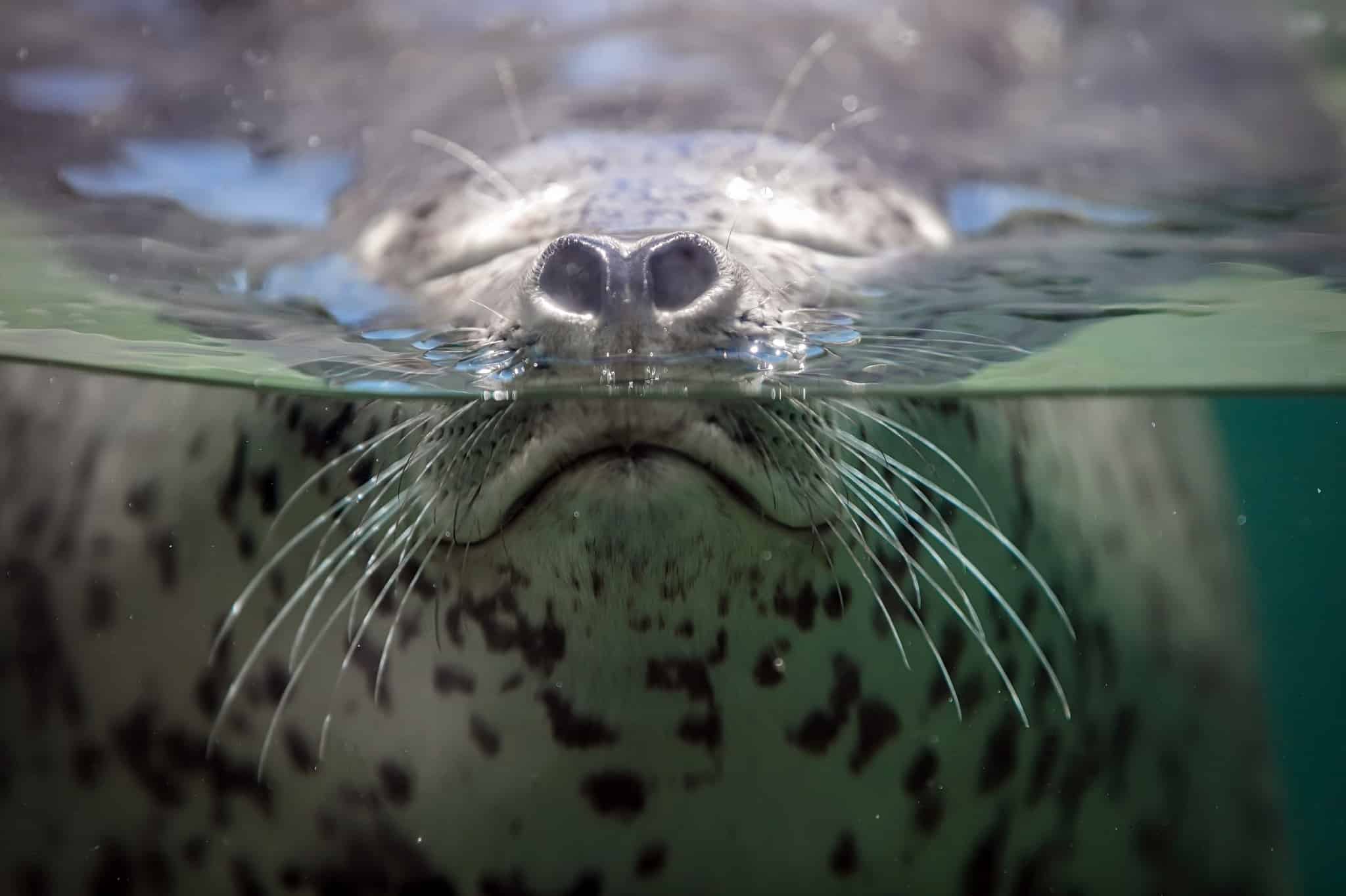 Тюлени и киты открывают секреты подводного выживания через Science-0