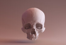 Ученые восстановили облик Моцарта по его черепу ClaySkullFrontSkullScanScsuVizlabThingiverseScsuvizlabCc