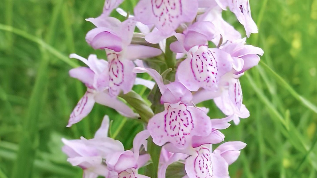 В Москву вернулись редкие дикие орхидеи