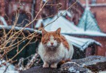 Весенние дни принесут в Приморье временное похолодание vesennie dni prinesut v primore vremennoe poholodanie-news-blog-ru-174117814000-0