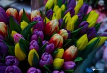 Весенние поздравления с подвохом: как защититься от мошенников в Приморье vesennie pozdravleniya s podvohom kak zashhititsya ot moshennikov v primore-news-blog-ru-174116527100-0