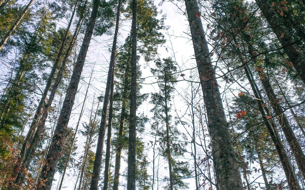 высокие деревья в лесу