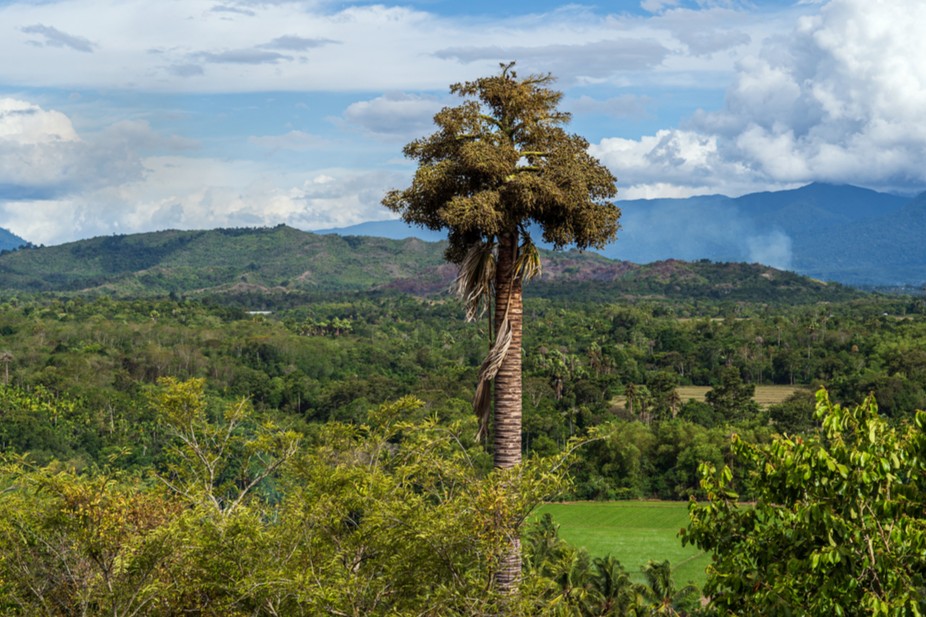 высокое тропическое дерево