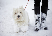 Здоровый рацион и прогулки как основа крепкого иммунитета собаки zdorovyj raczion i progulki kak osnova krepkogo immuniteta sobaki-news-blog-ru-174159578200-0