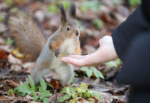 Департамент природопользования представил открытия редких грызунов Москвы departament prirodopolzovaniya predstavil otkrytiya redkih gryzunov moskvy-news-blog-ru-174558682700-0