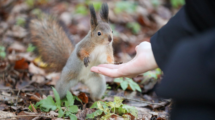 В Москве рассказали о редких грызунах, обитающих в лесопарках столицы
