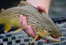 Эрик Уорд из штата Мэн побил 66-летний рекорд озера Мусхед erik uord iz shtata men pobil 66letnij rekord ozera mushed-news-blog-ru-174583590000-0