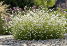 Гипсофила на даче - цветение без хлопот для облачного стиля сада gipsofila na dache czvetenie bez hlopot dlya oblachnogo stilya sada-news-blog-ru-174516568100-0