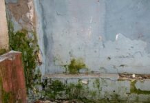 Как победить плесень и микотоксины - секреты здорового дома kak pobedit plesen i mikotoksiny sekrety zdorovogo doma-news-blog-ru-174499162600-0