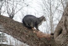 Кот Мишка из Березовки предупреждает об атаках ВСУ в Белгородской области kot mishka iz berezovki preduprezhdaet ob atakah vsu v belgorodskoj oblasti-news-blog-ru-174559304600-0