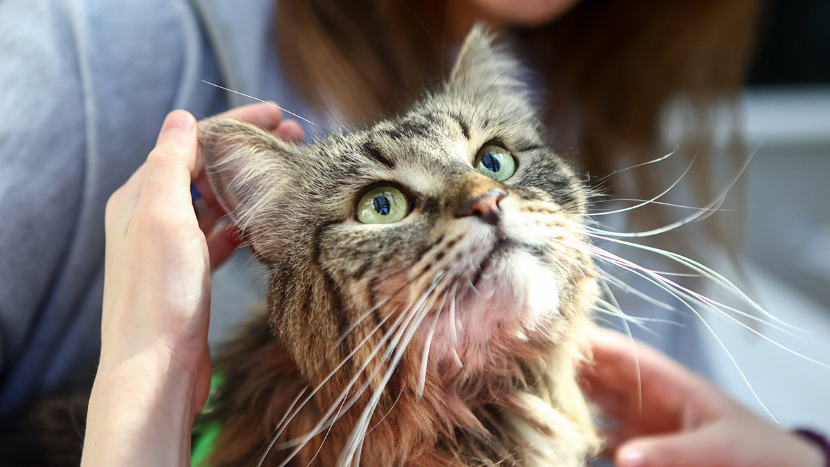 Предупреждающий об атаках ВСУ кот появился в Белгородской области