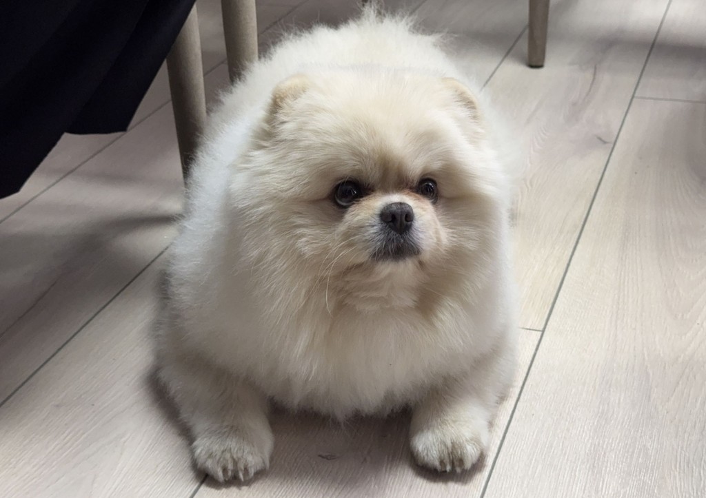 На видео попал шпиц, пытавшийся спасти москвича от Росгвардии