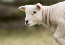 Луиза Мургия и ягненок Стюарта Ладвелла — история спасения с важным уроком luiza murgiya i yagnenok styuarta ladvella istoriya spaseniya s vazhnym urokom-news-blog-ru-174385718500-0