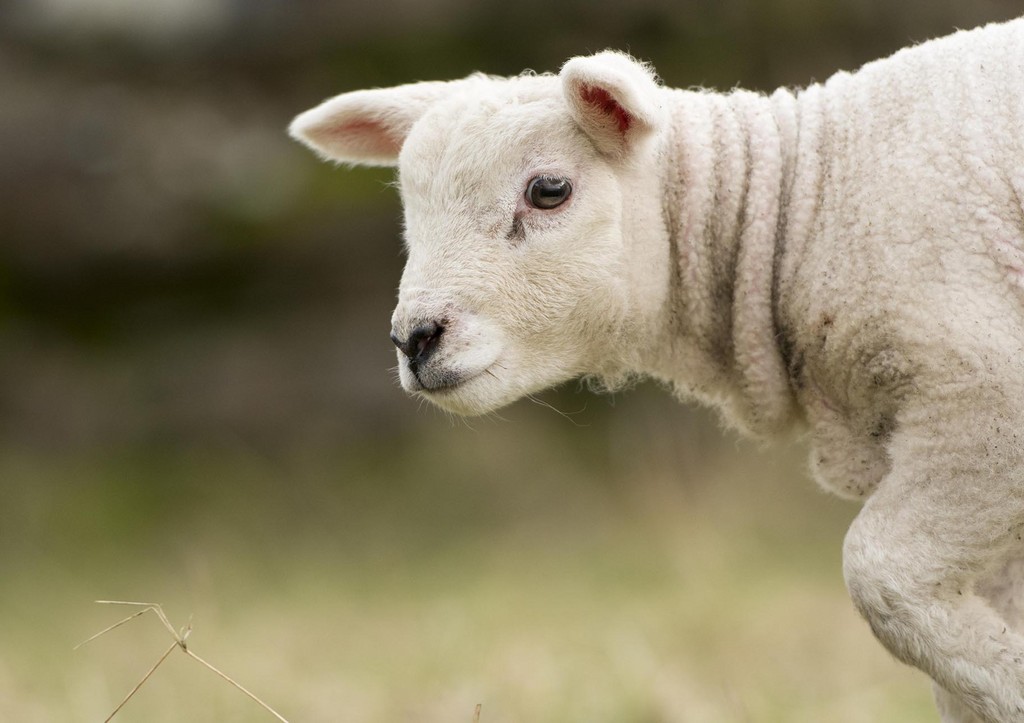 Веганка похитила с фермы ягненка и чуть не заморила его голодом