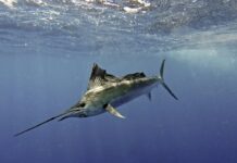 Лукман Аль-Хаким и невероятная рыбалка с рыбой-парусником в открытом море Screenshot