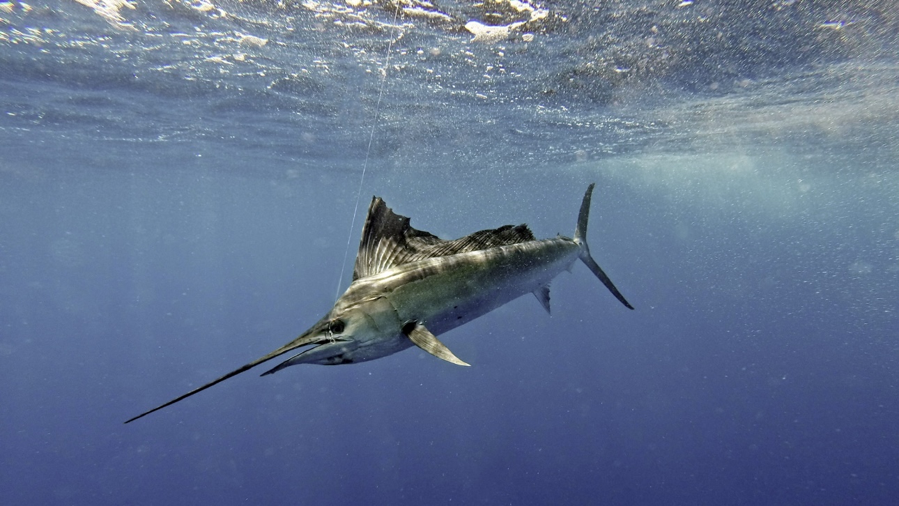 Огромная рыба-парусник полчаса тащила за собой каяк с рыбаком в море