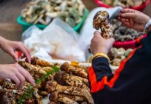 Никита Чаплин предупреждает о возможной уголовной ответственности за сбор редких грибов и растений nikita chaplin preduprezhdaet o vozmozhnoj ugolovnoj otvetstvennosti za sbor redkih gribov i rastenij-news-blog-ru-174577551100-0