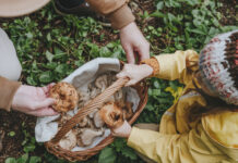 Никита Комиссаров из МГУ объясняет, как собирать грибы безопасно nikita komissarov iz mgu obyasnyaet kak sobirat griby bezopasno-news-blog-ru-174592871200-0