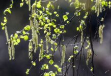 Оптимистичный прогноз SILAM на 23 апреля о пыльце в Москве березы optimistichnyj prognoz na 23 aprelya o pylcze v moskve berezy-news-blog-ru-174536787100-0