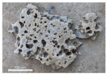 Открытия Института океанологии РАН о расцвете Rocellaria dubia в Геленджике otkrytiya instituta okeanologii ran o rasczvete v gelendzhike-news-blog-ru-174583107000-0