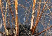 Правила безопасности и спокойствия при встрече с гадюкой в Подмосковье pravila bezopasnosti i spokojstviya pri vstreche s gadyukoj v podmoskove-news-blog-ru-174576528000-0