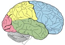 Прорыв от Университетского колледжа Лондона - как лобная доля управляет логикой proryv ot universitetskogo kolledzha londona kak lobnaya dolya upravlyaet logikoj-news-blog-ru-174480986300-0