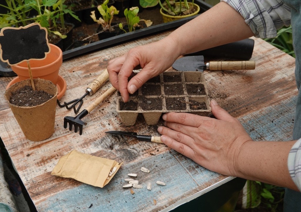 Эти ошибки губят рассаду: вот, как правильно подкармливать